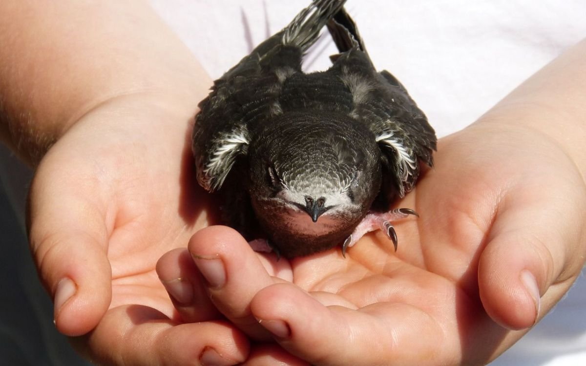 Птенец кукушки