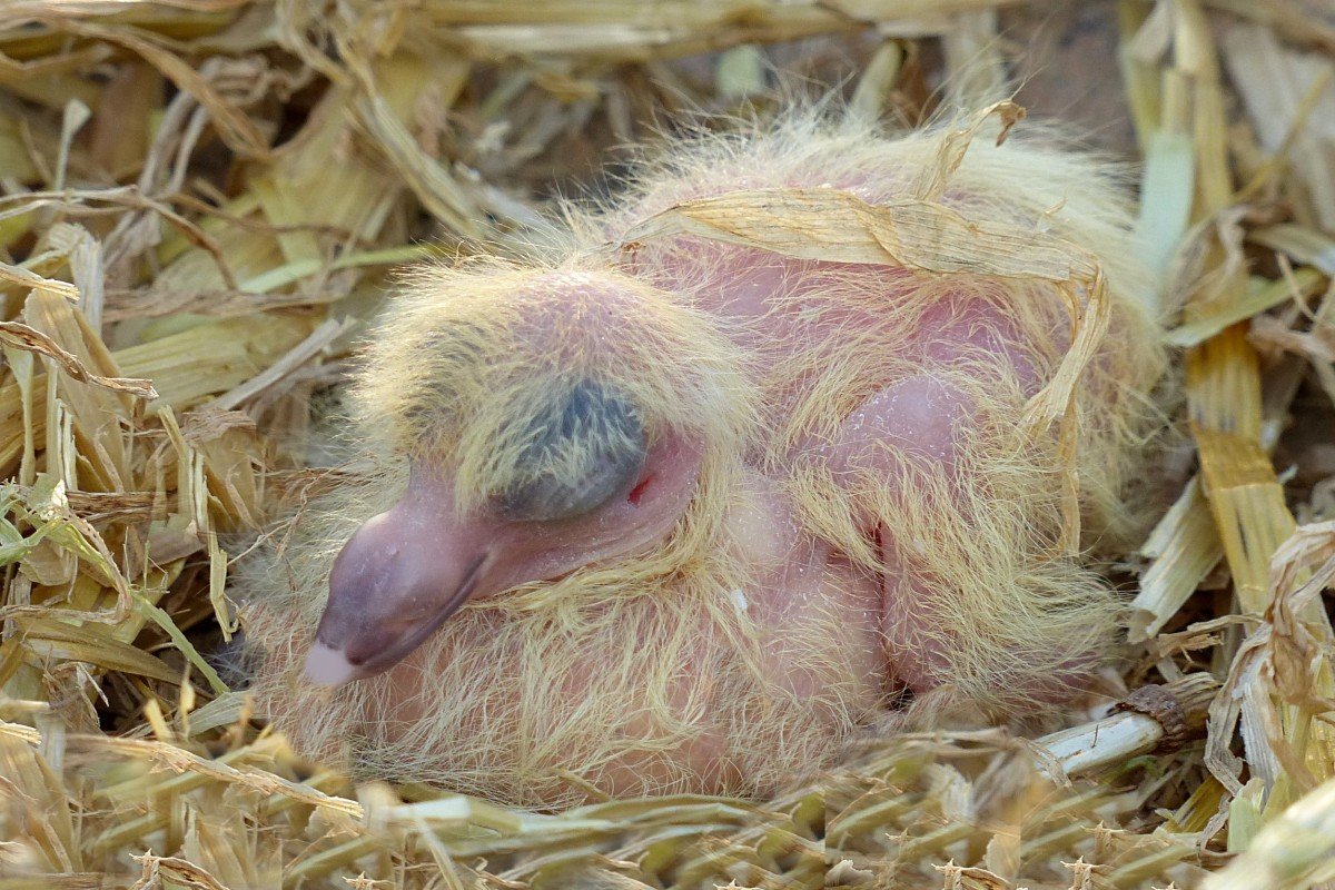 Маленькие голуби