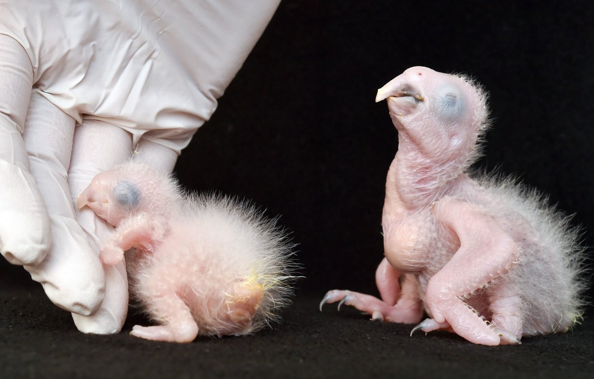 Птенец белого голубя