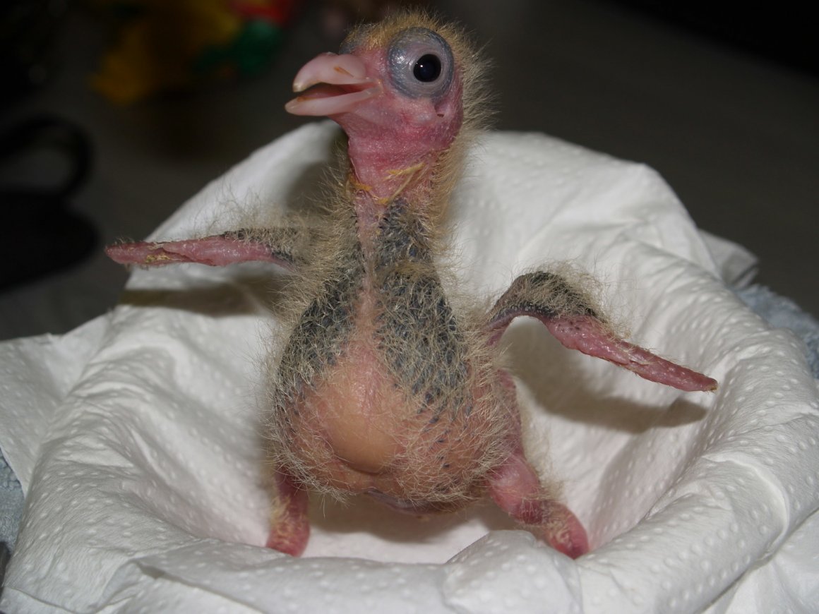 Ласточка птица птенец