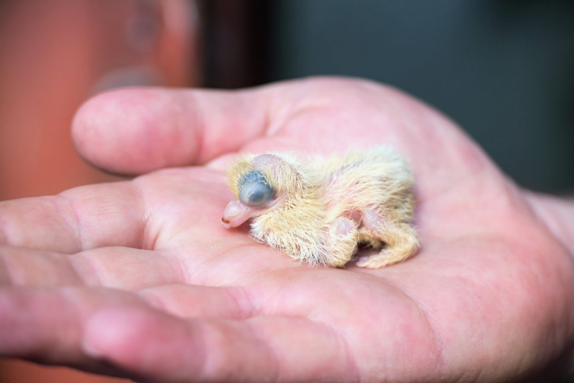 Птенцы в гнезде живопись