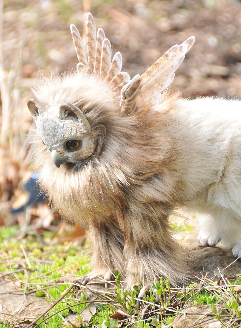 Настоящие животные