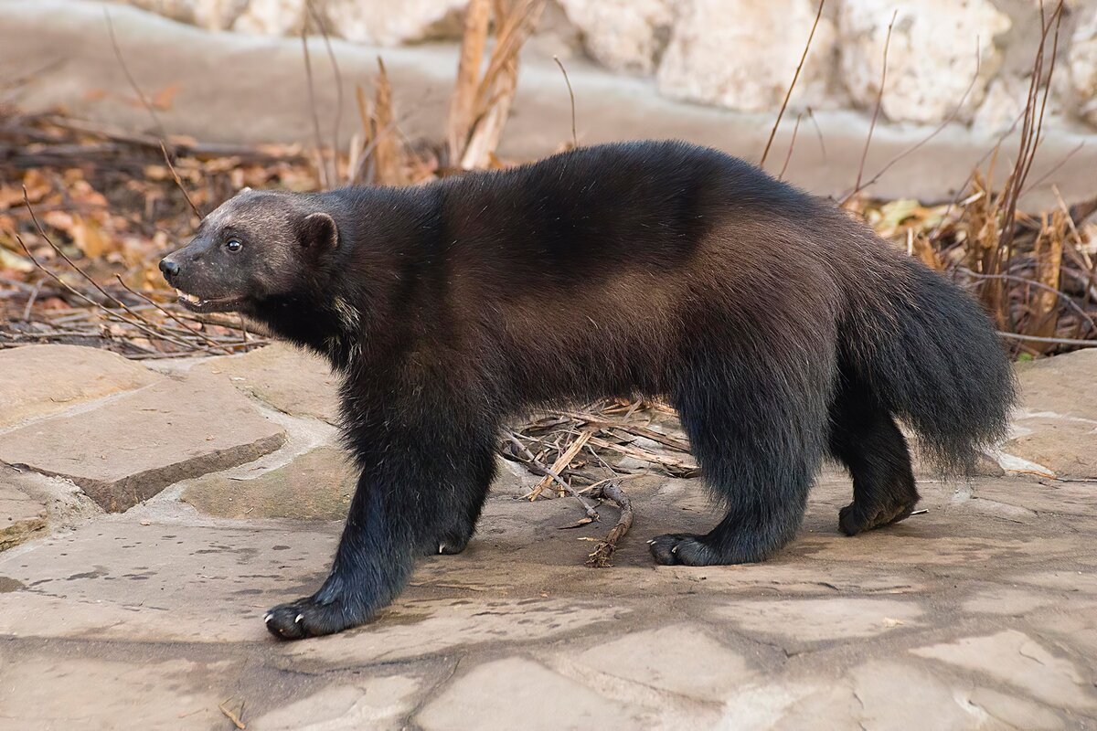 Гибриды животных