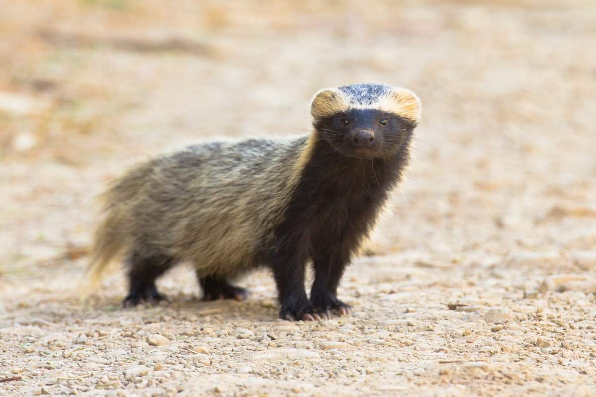 Печоро Илычский заповедник животные Росомаха