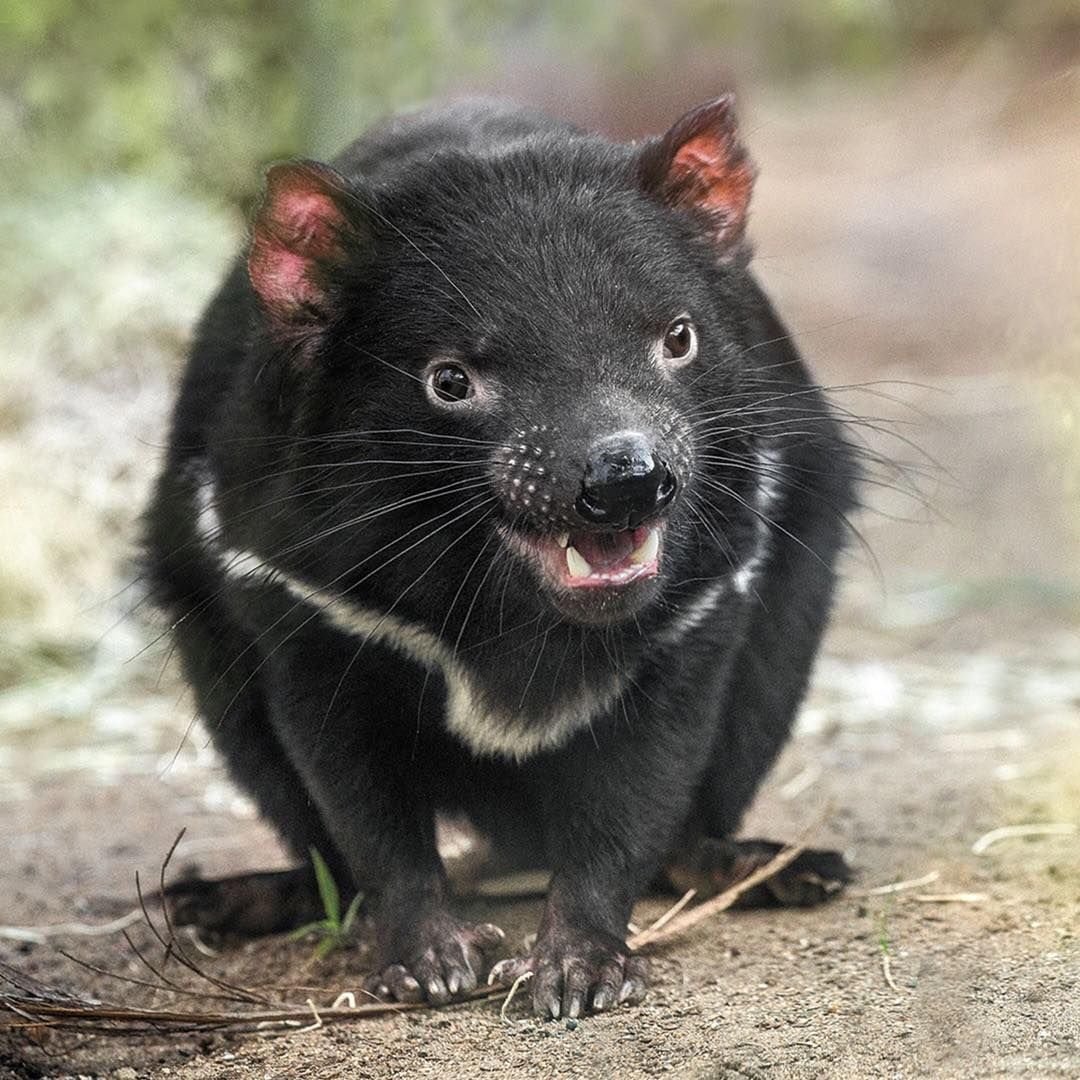 Упс Ной уплыл Финни и Леа