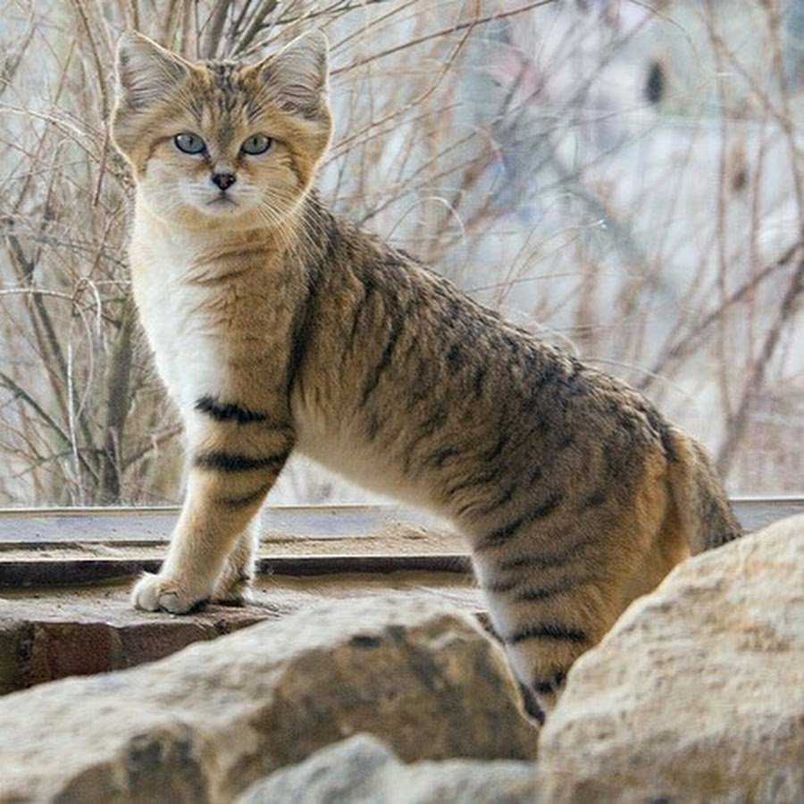 Енотовидная собака детеныш