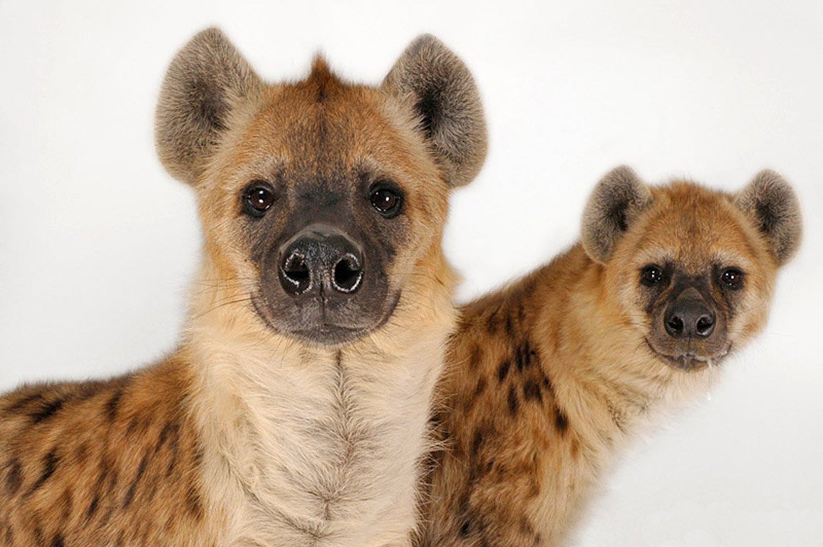 Барханный песчаный кот