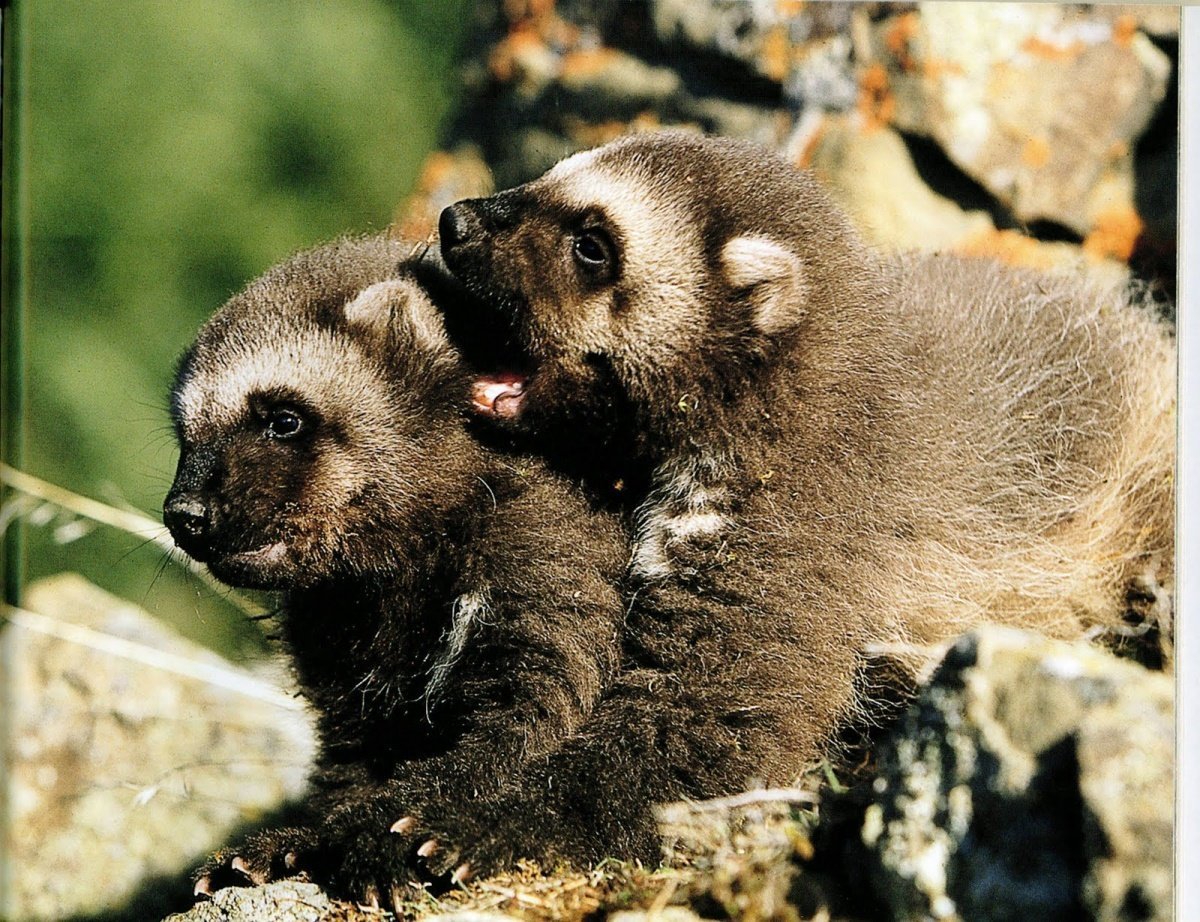 Енот-полоскун енотовые