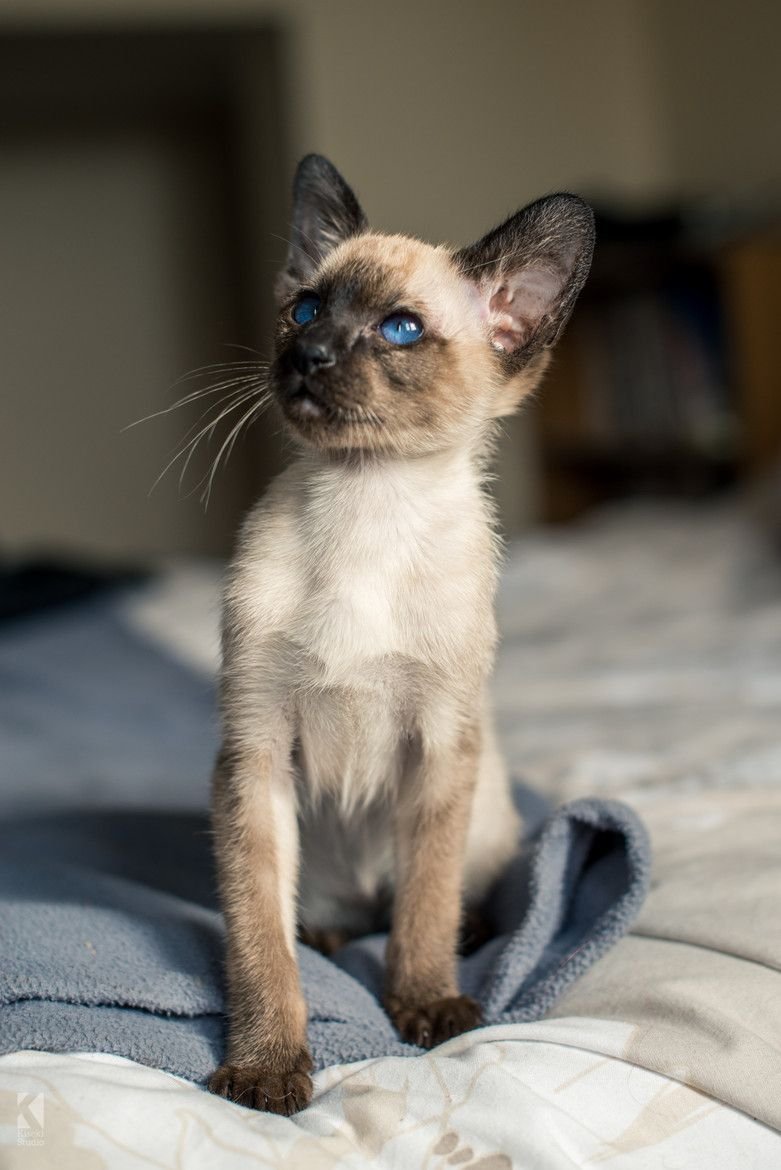 Сиамский абиссинец