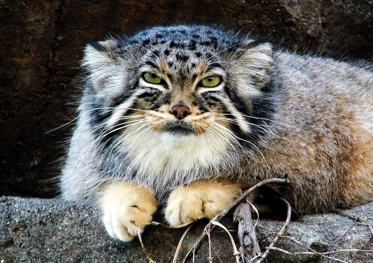 Гибрид манула и кошки