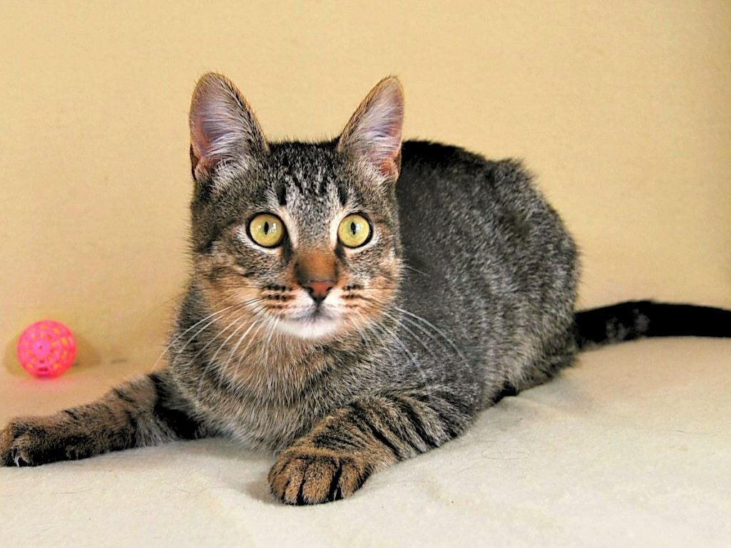 Метис европейской кошки