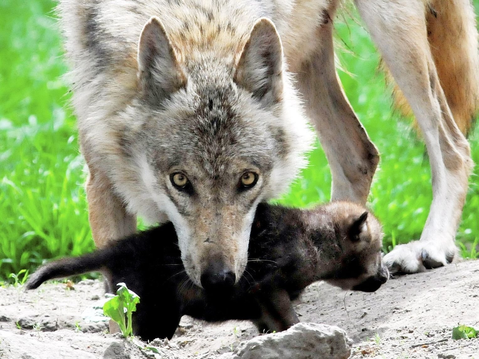 Мамы про волков. Волк с волчатами. Волчица с волчатами. Волчица с детенышами. Волк и врояонок.