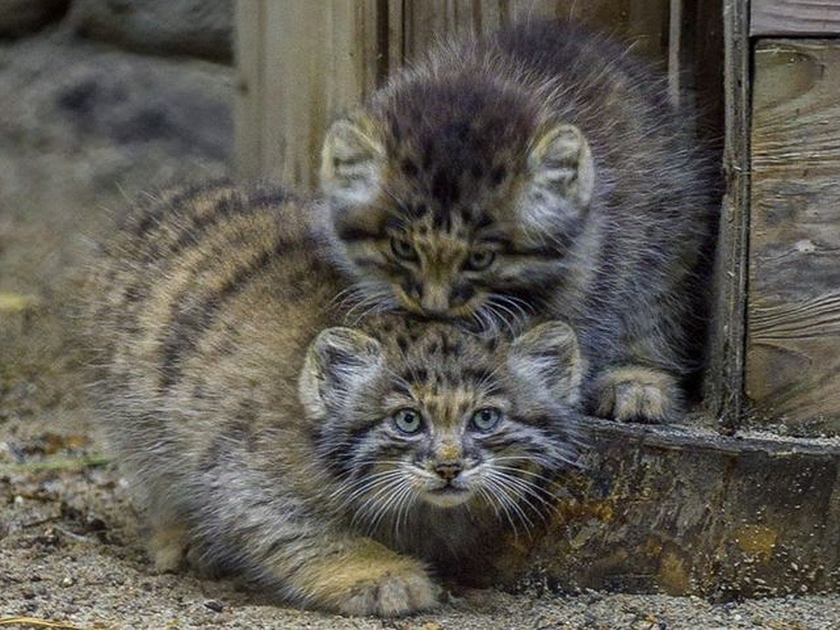 Кот Манул Новосибирский зоопарк