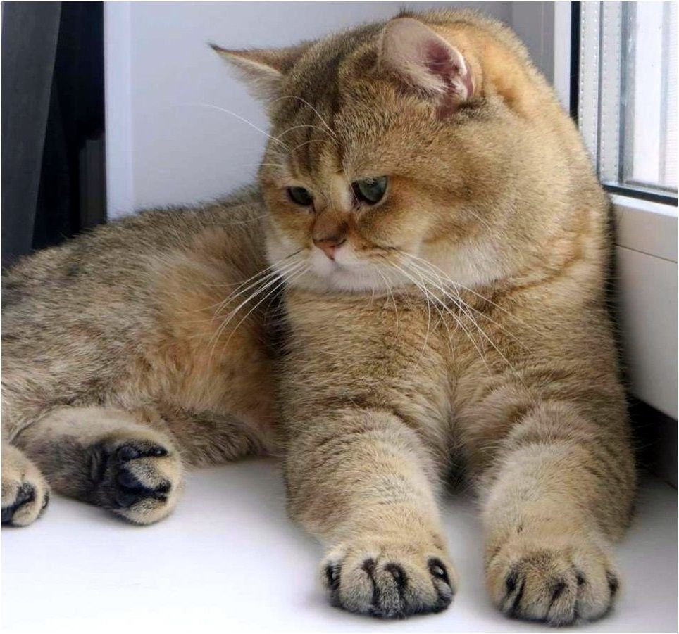 Золотая шиншилла кот щекастый