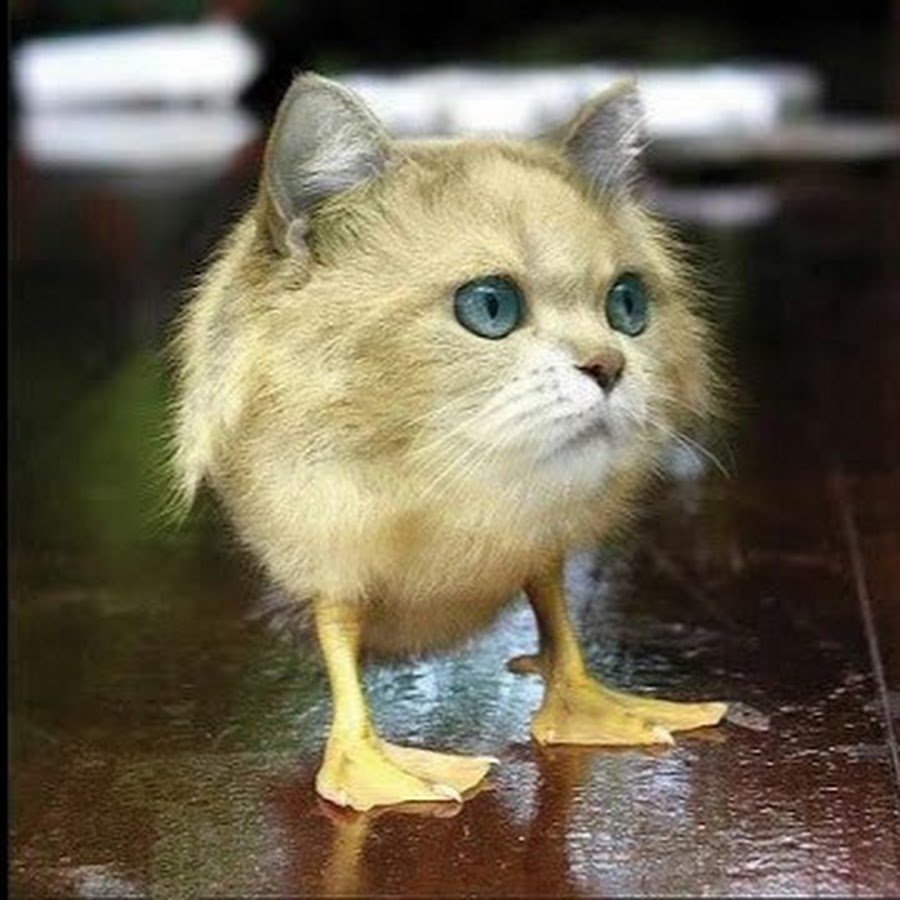 Глупая кошка