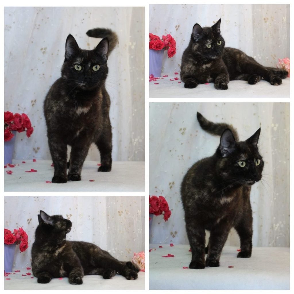 Порода собак похожая на кошку внешне