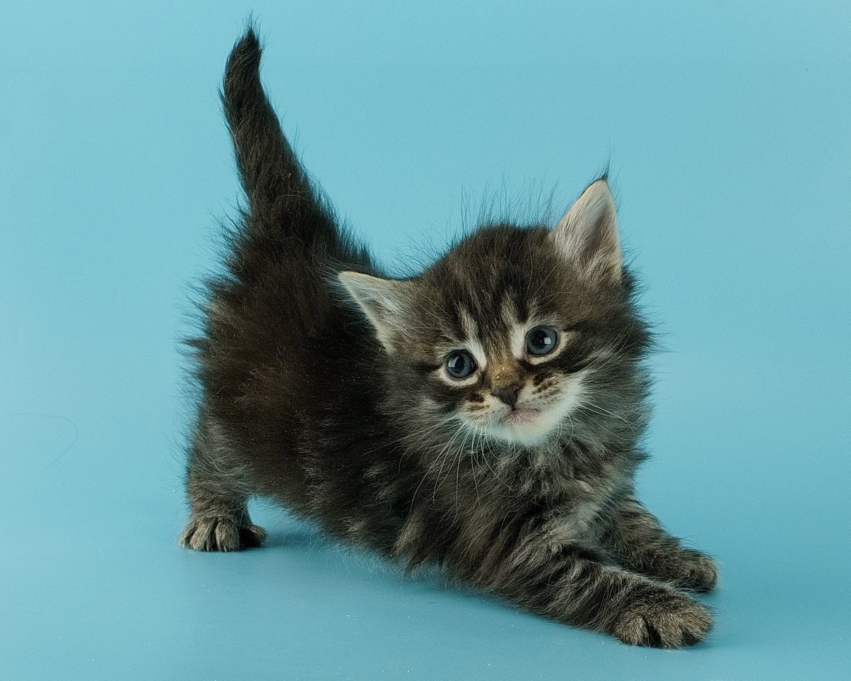 Сибирские котята