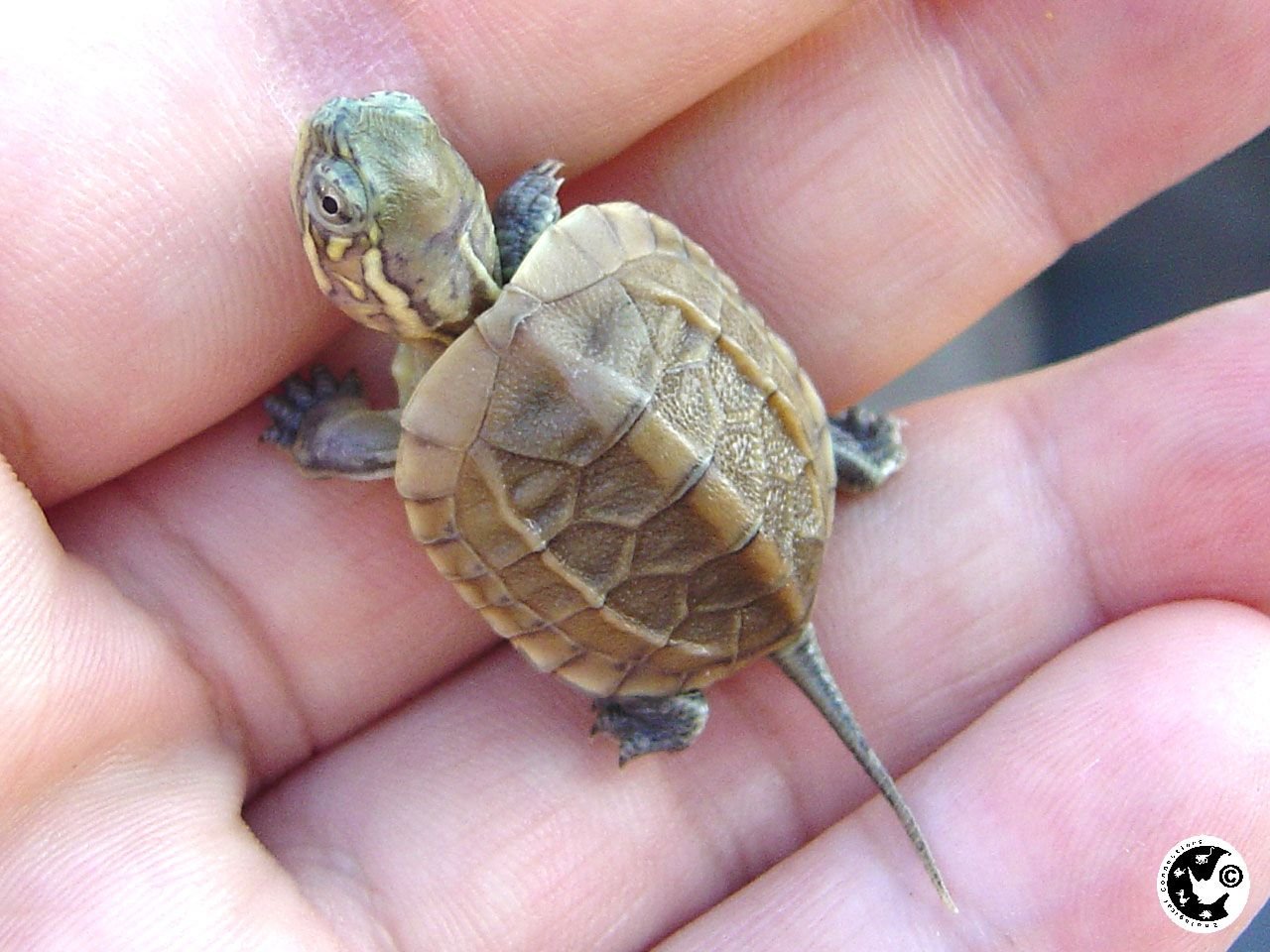 Сердце черепахи поделено на два. Новорожденные Черепашки красноухие. Черепашка красноухая маленькая. Новорожденная красноухая черепаха. Новораждёная красноухая черепаха.