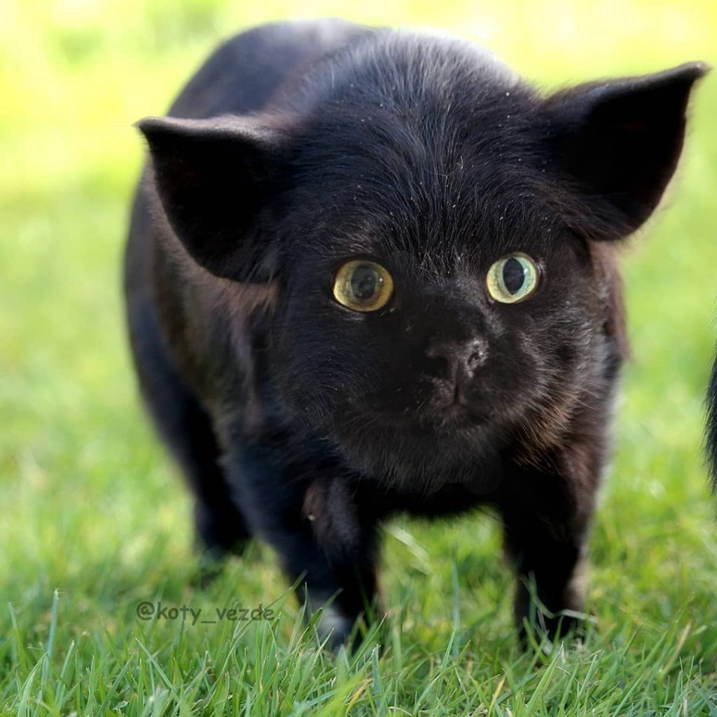 Свинский кот