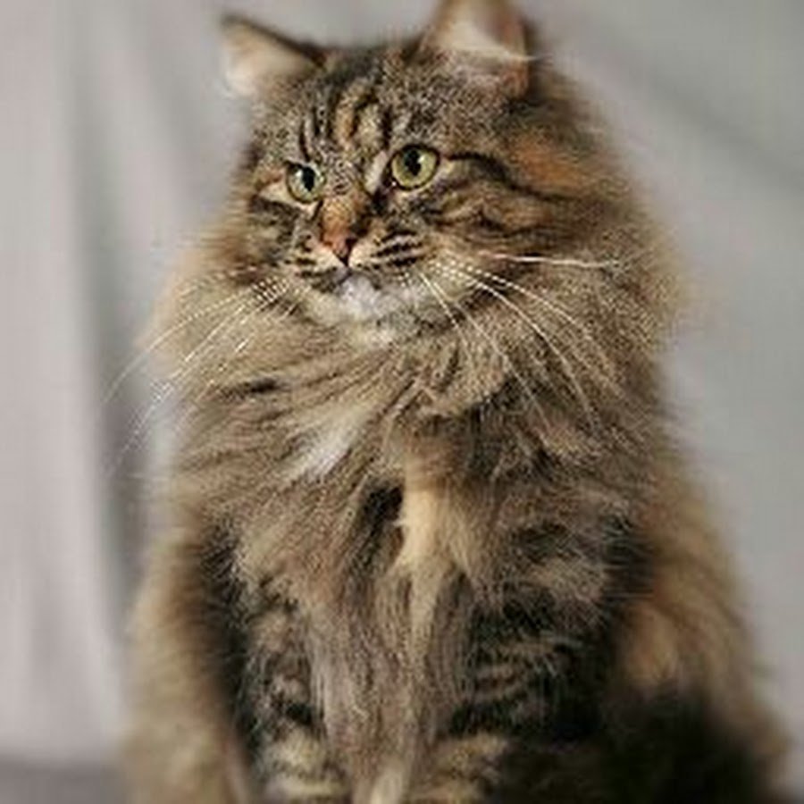 Сибирская кошка табби Браун