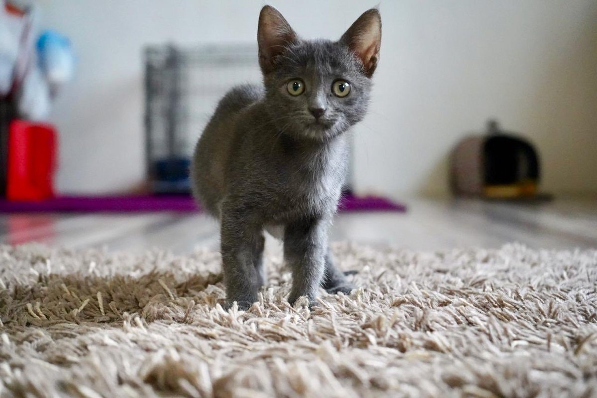 Русская голубая кот метис