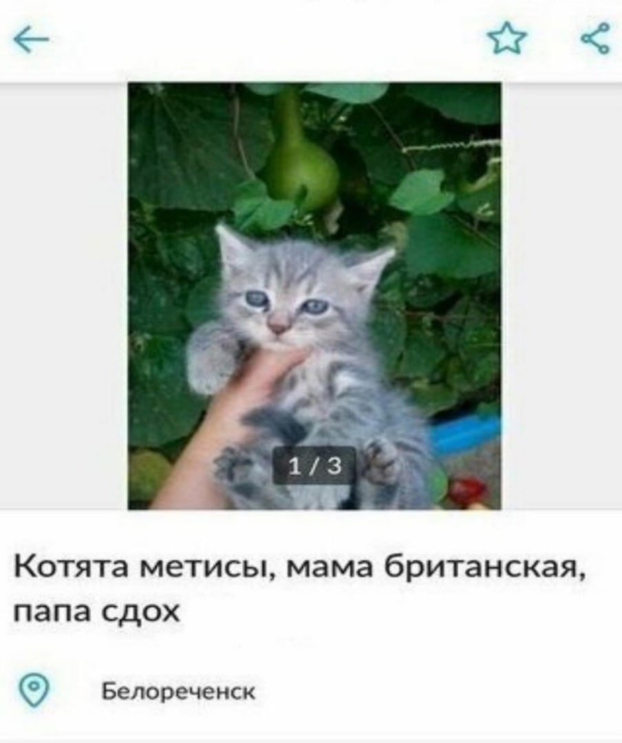 Котята метисы мама Британская