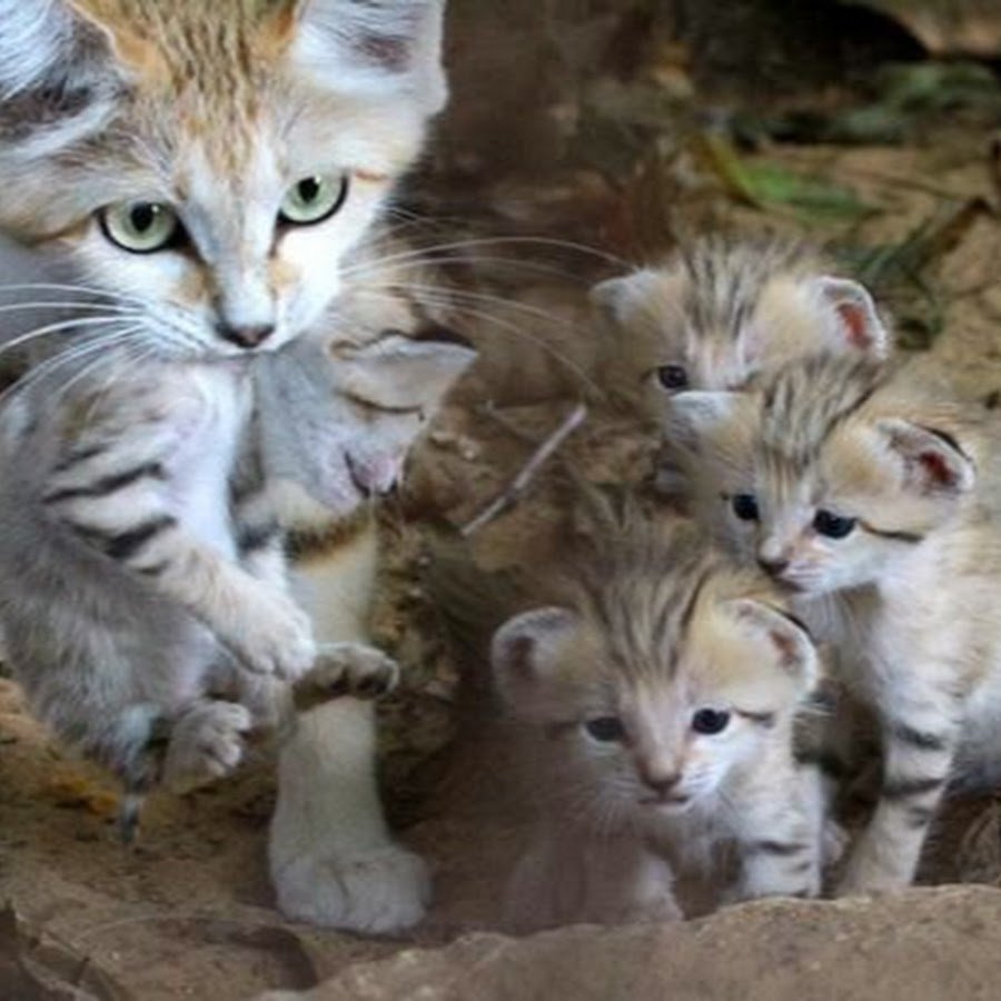 Барханный кот котята с мамой