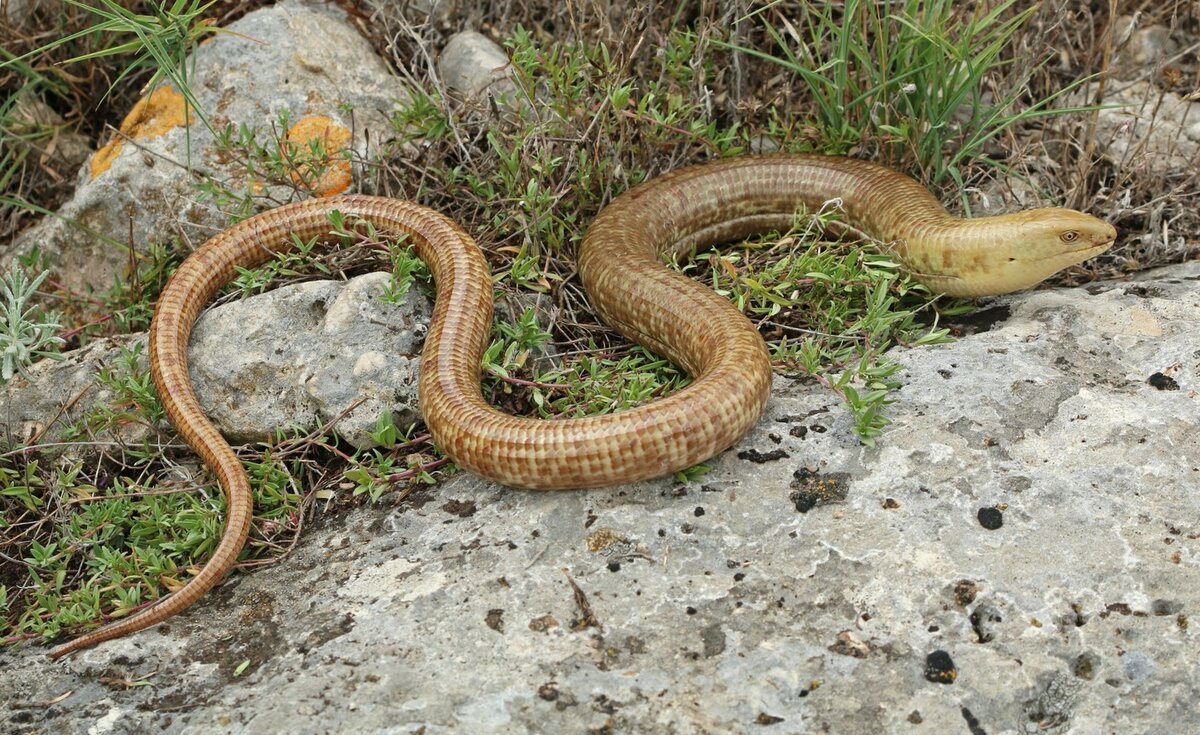 Гюрза змея в Дагестане фото
