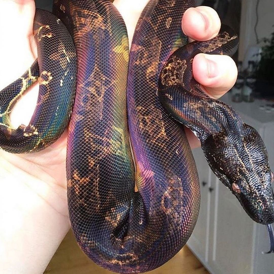 Чем похожи змеи ящерицы и бараны