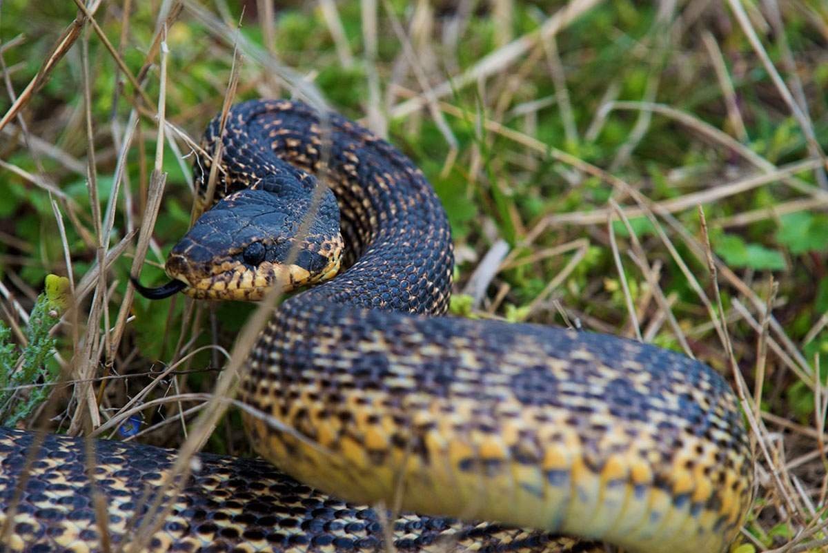 Змея Кобра гремучая