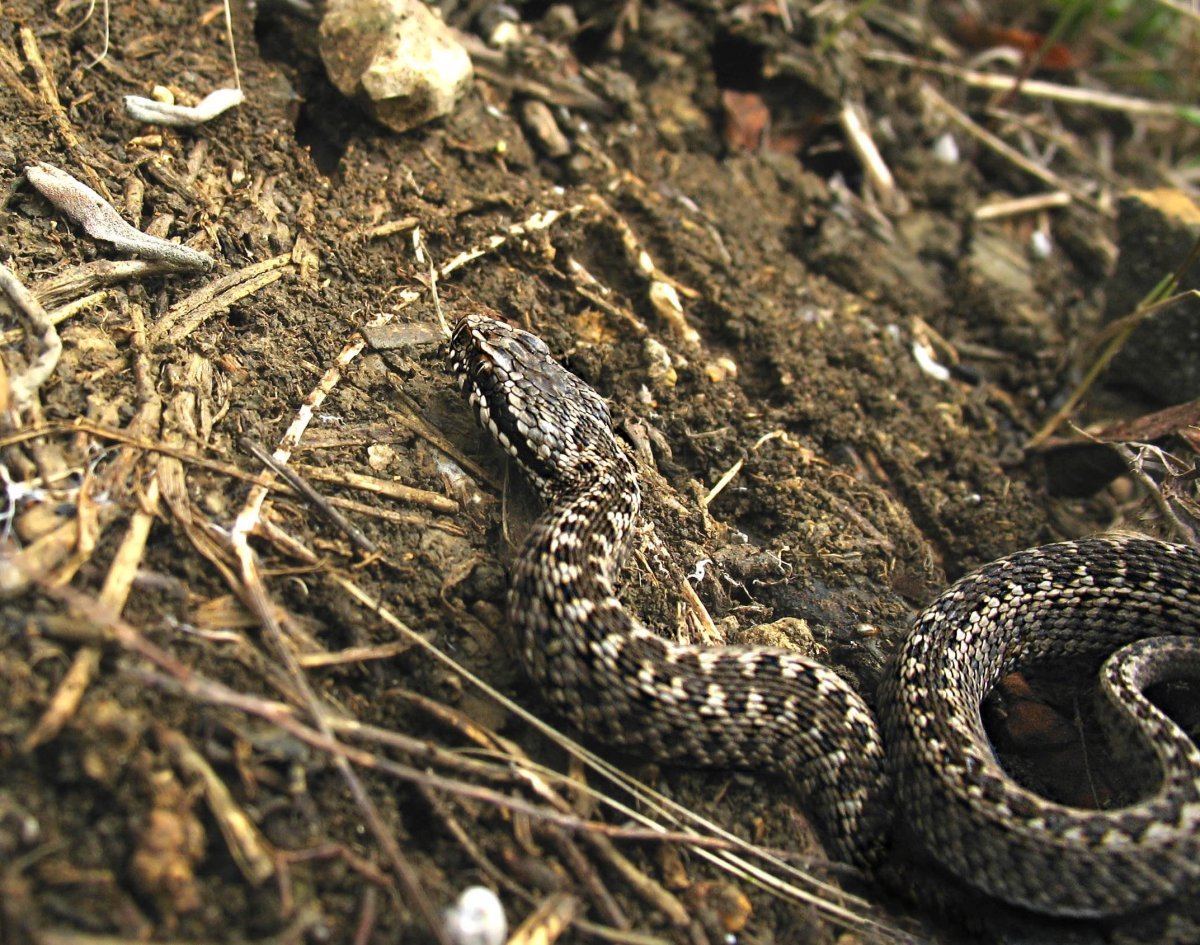 Змеиный выползок