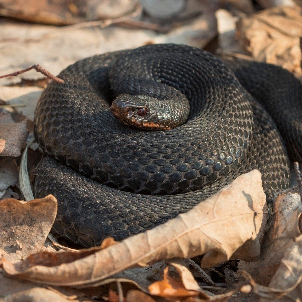 Полоз узорчатый змея