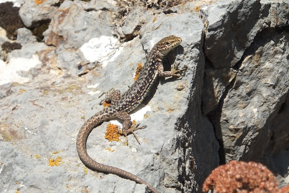 Желтая змея в России