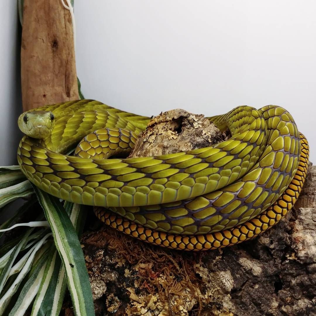 Леопардовый полоз Крымский