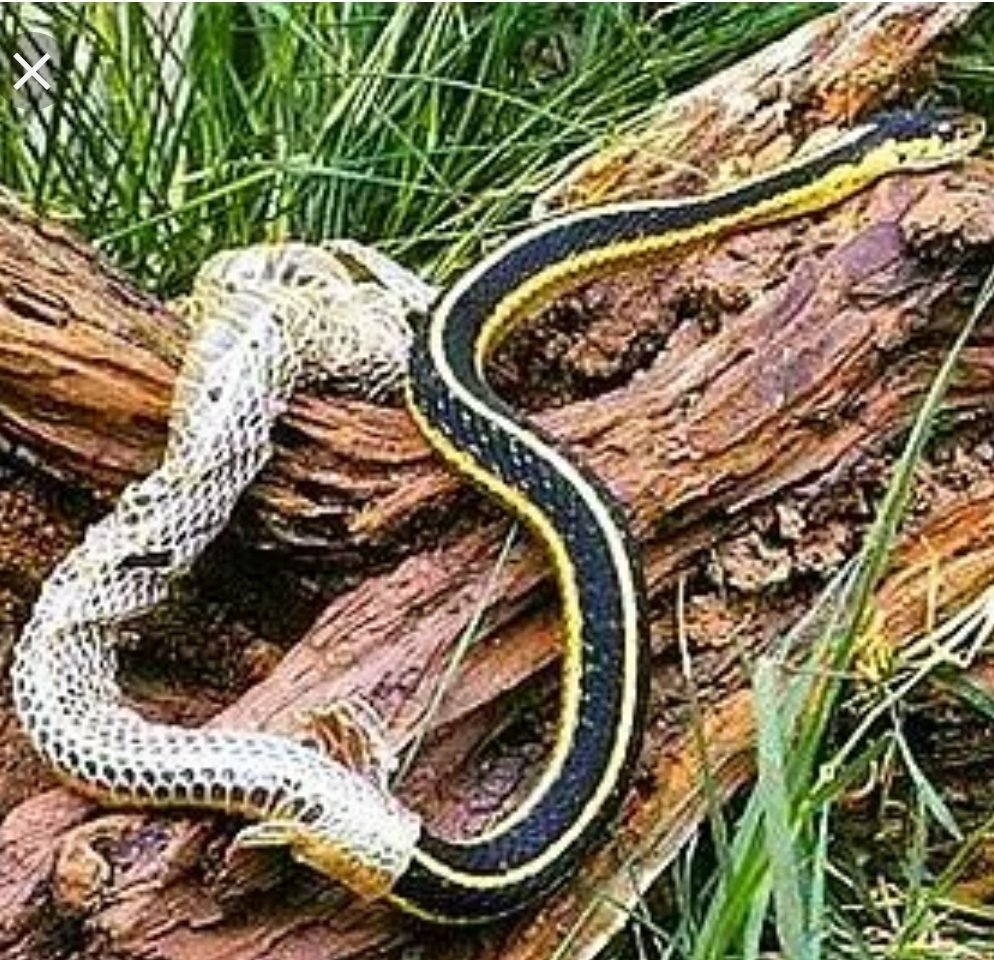 Степная гадюка описание