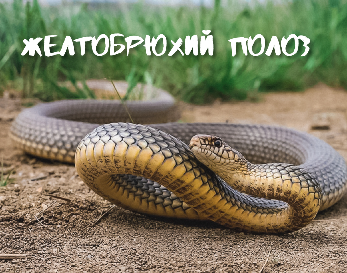 Японский уж фото