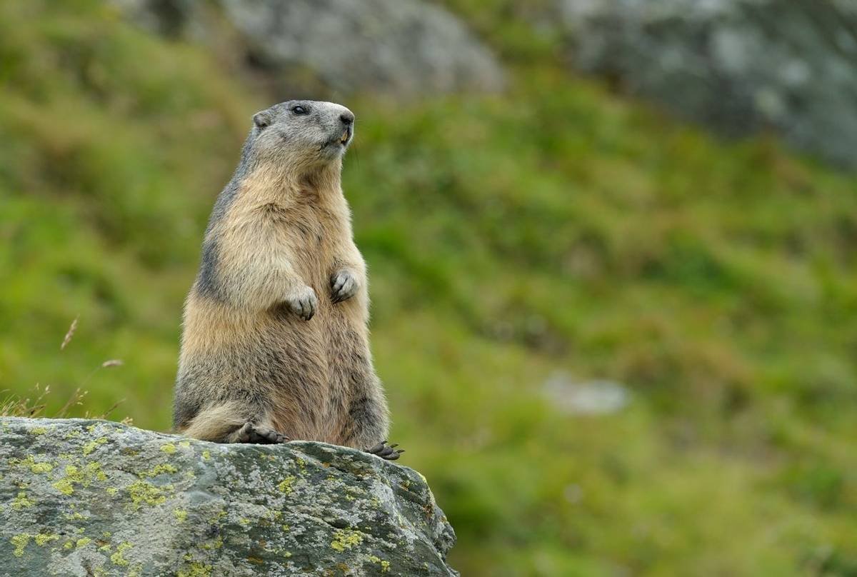 Альпийский Мармот танцует