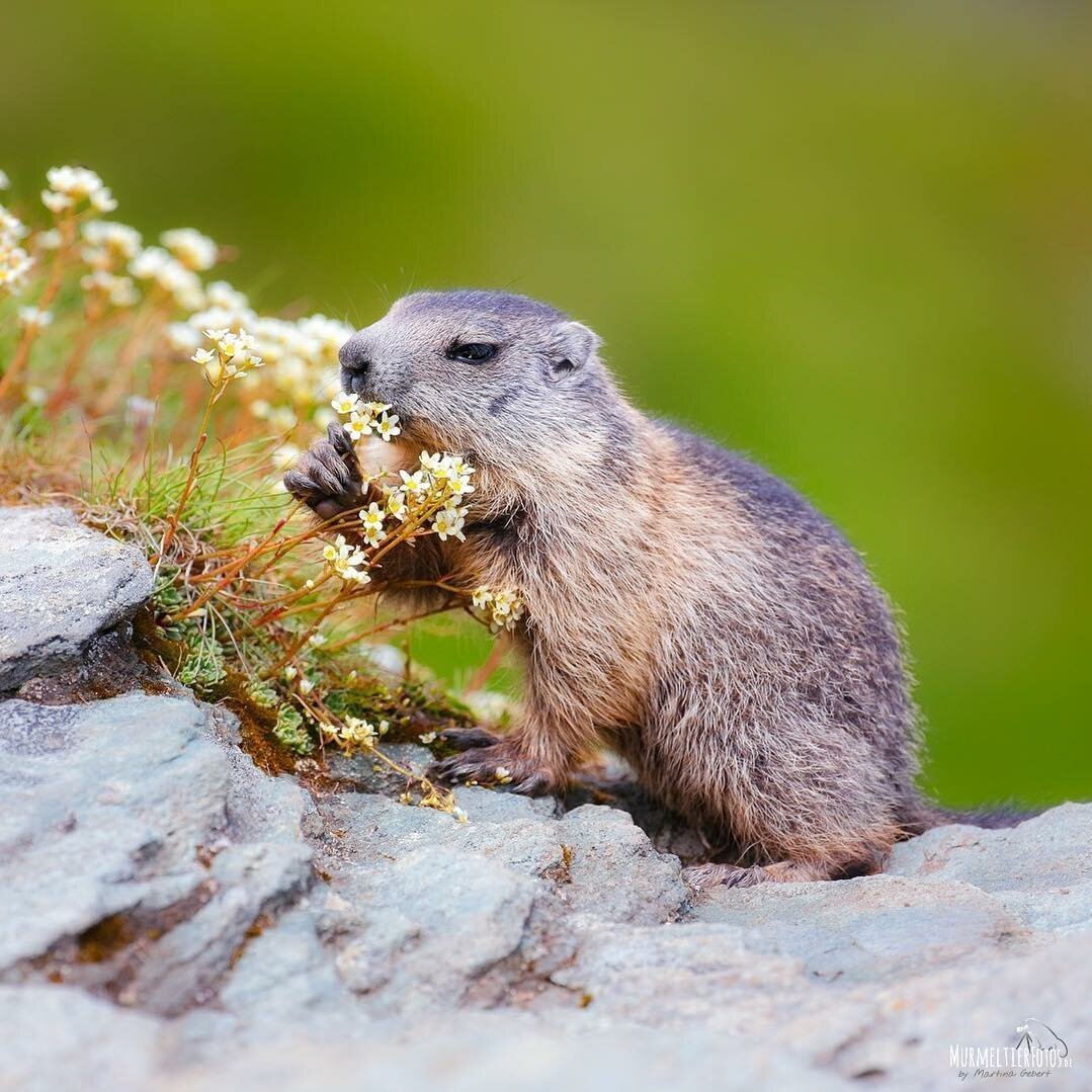 Орущий бобер