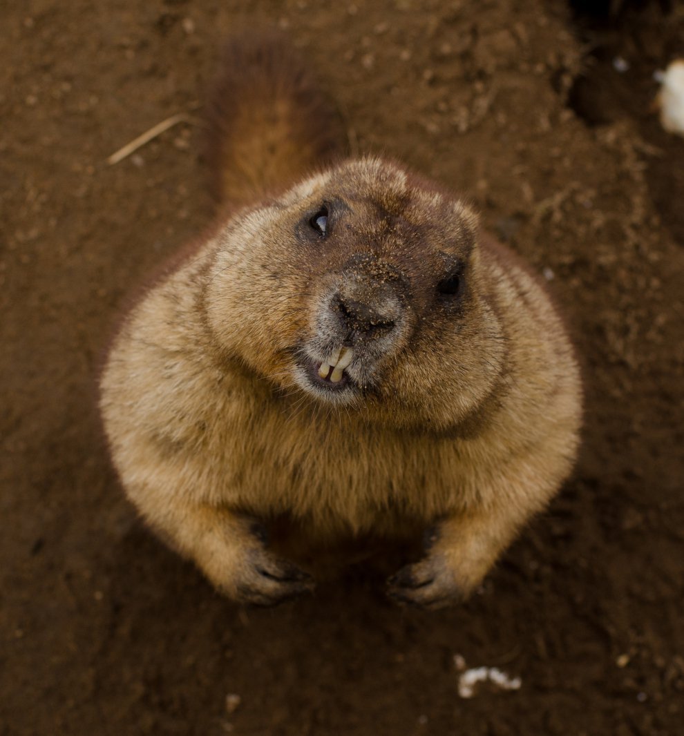 Мармот смешные