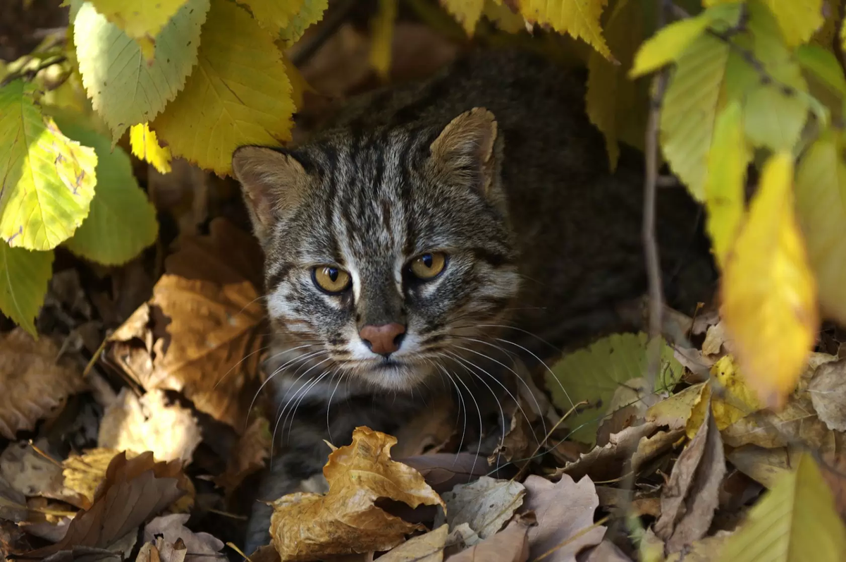 Амурский дикий Лесной кот