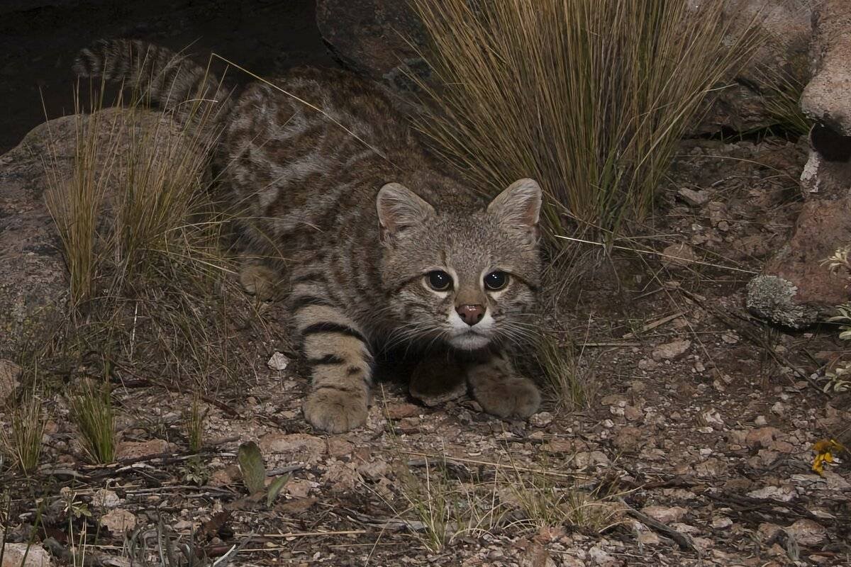 Травяная кошка leopardus Pajeros