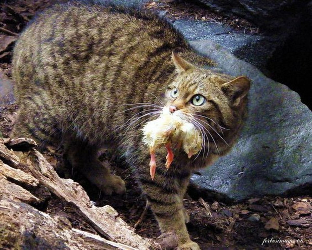 Лесной кот Felis Silvestris
