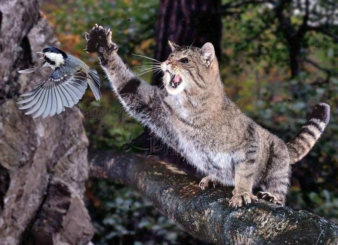 Европейский дикий Лесной кот