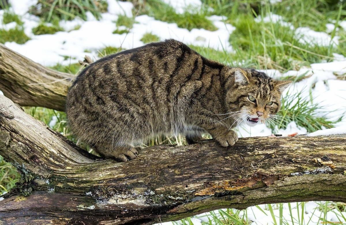 Шотландский дикий Лесной кот