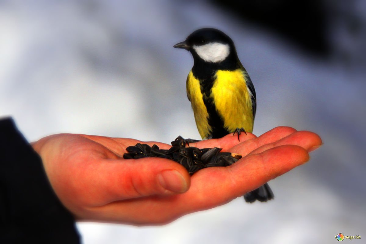 Птичка на ладошке