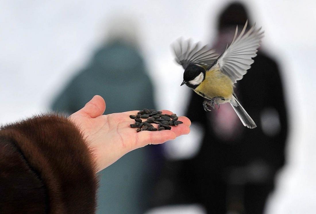 Синица в руках