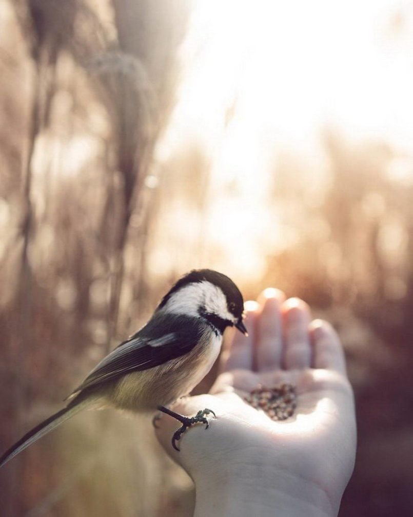 Синица в руках или журавль в небе