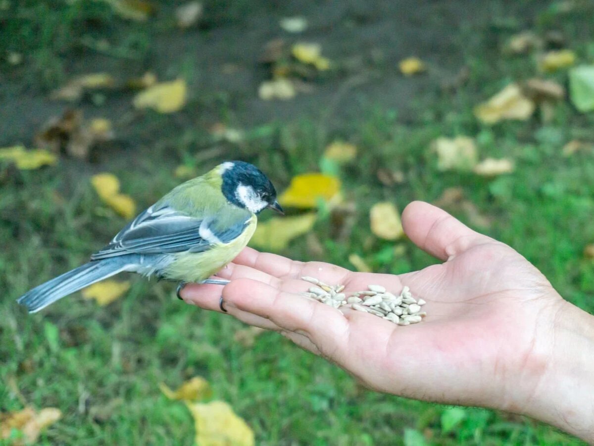 Синица в руках журавль в небе