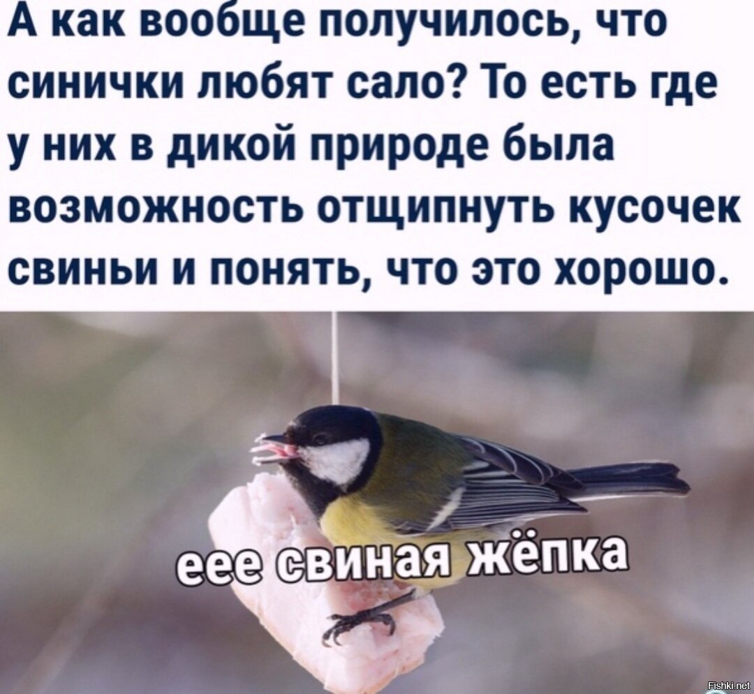 Синица в руках