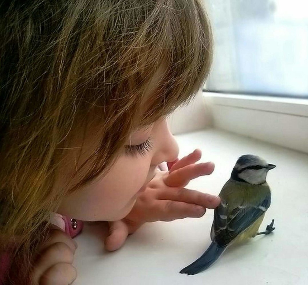 Синички зимой смешные